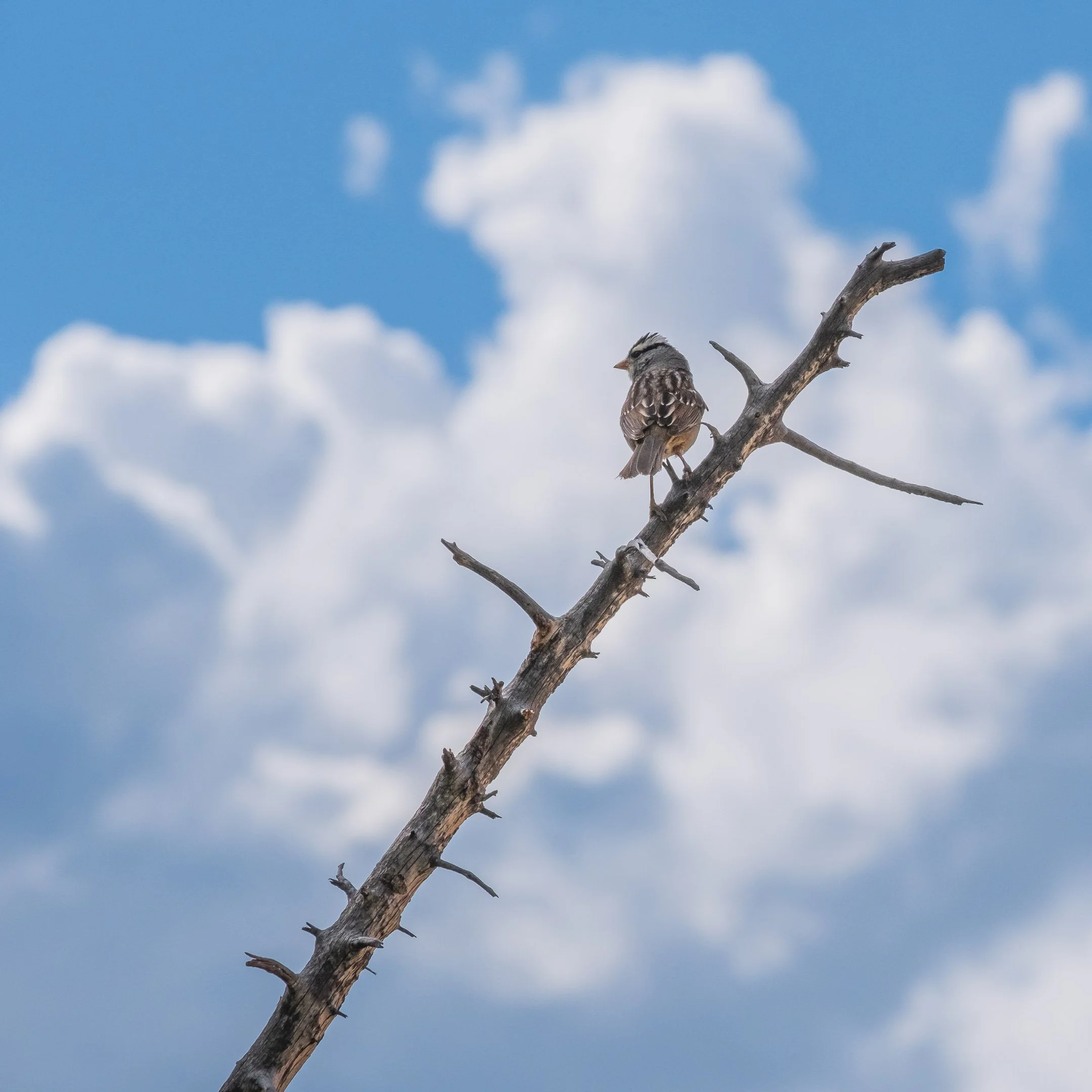 Bird, Cedar Breaks, Utah
