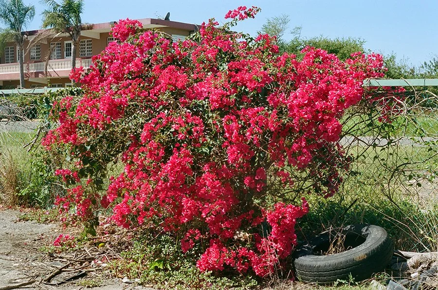 bushtireprweb.jpg