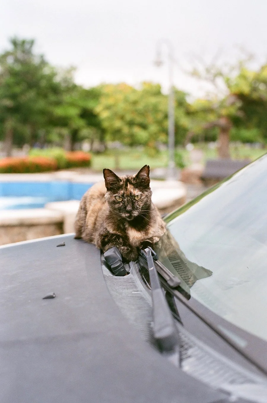 catwindshieldprweb.jpg