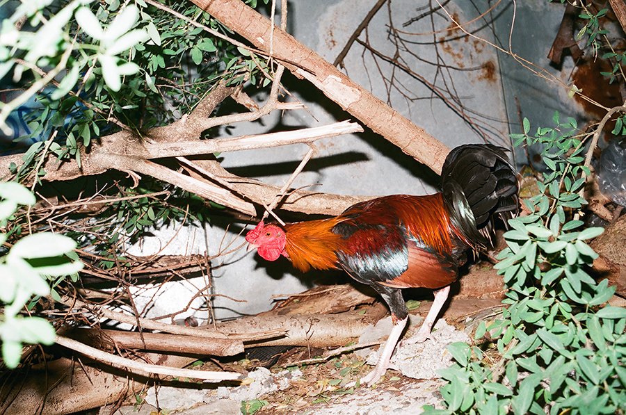 cockprweb.jpg