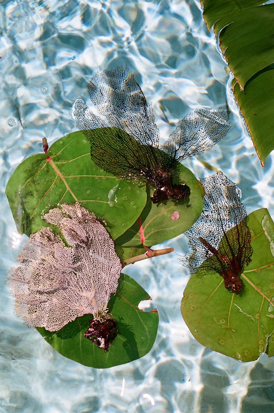 poolseagrapecollageweb.jpg