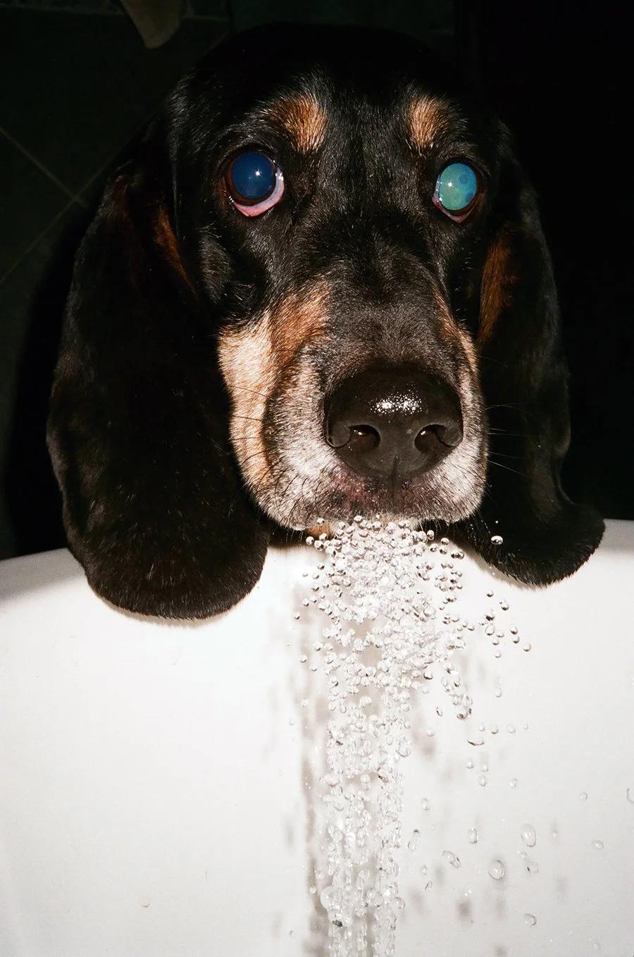 pooroledogweb.jpg