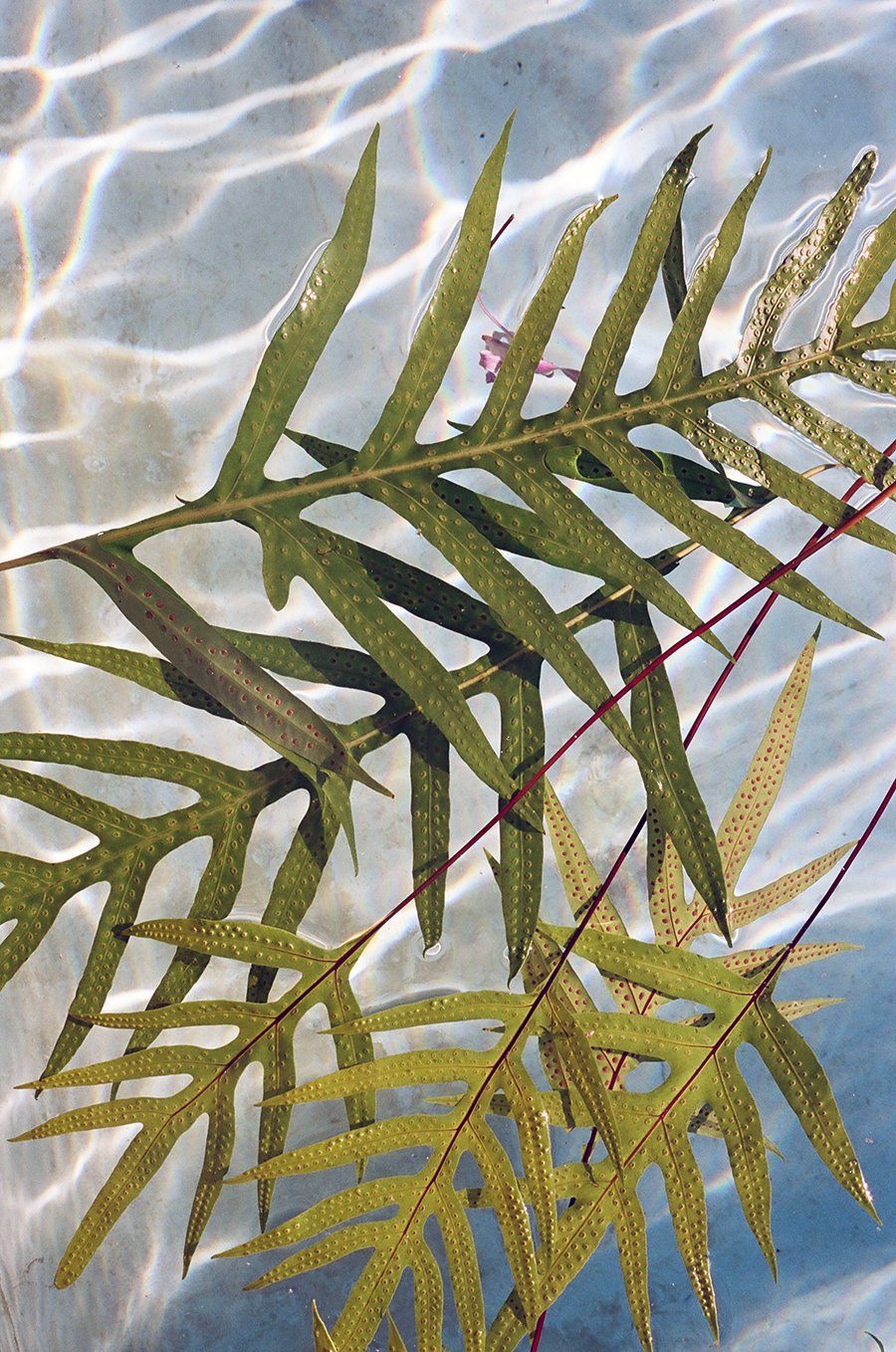 poolleaves2024web.jpg
