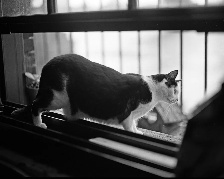 pepawindow120bwweb.jpg