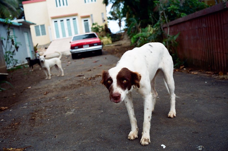 saddog2019web.jpg