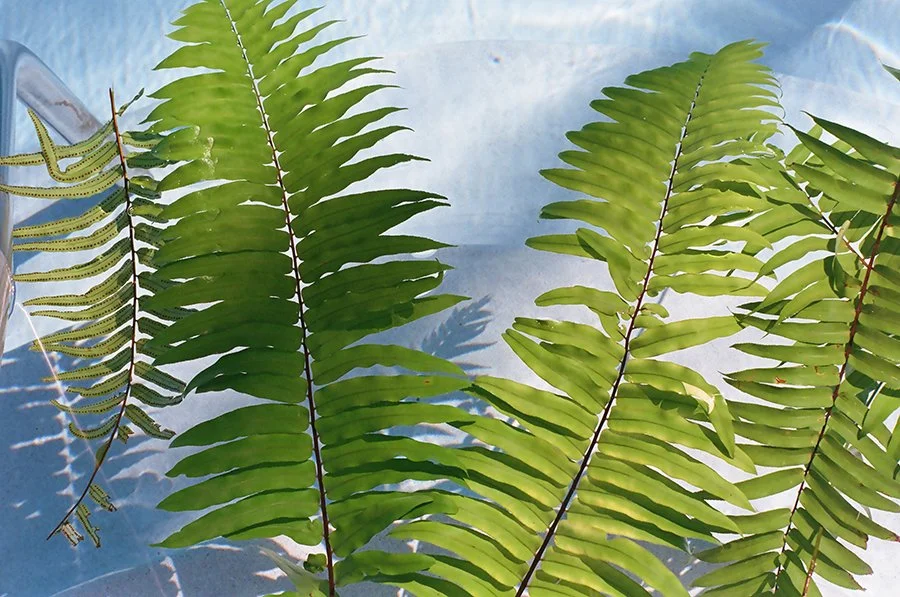 fernslsweb.jpg