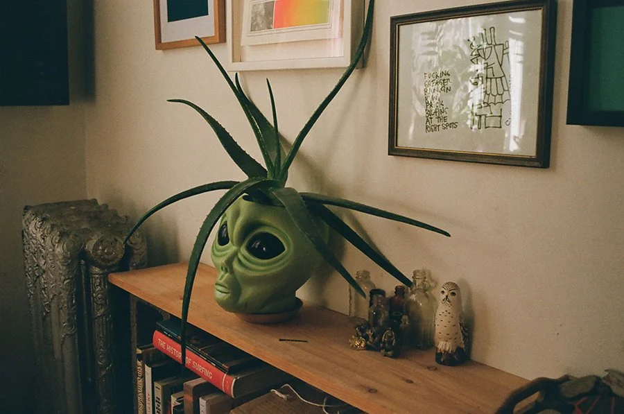 alienaloeweb.jpg