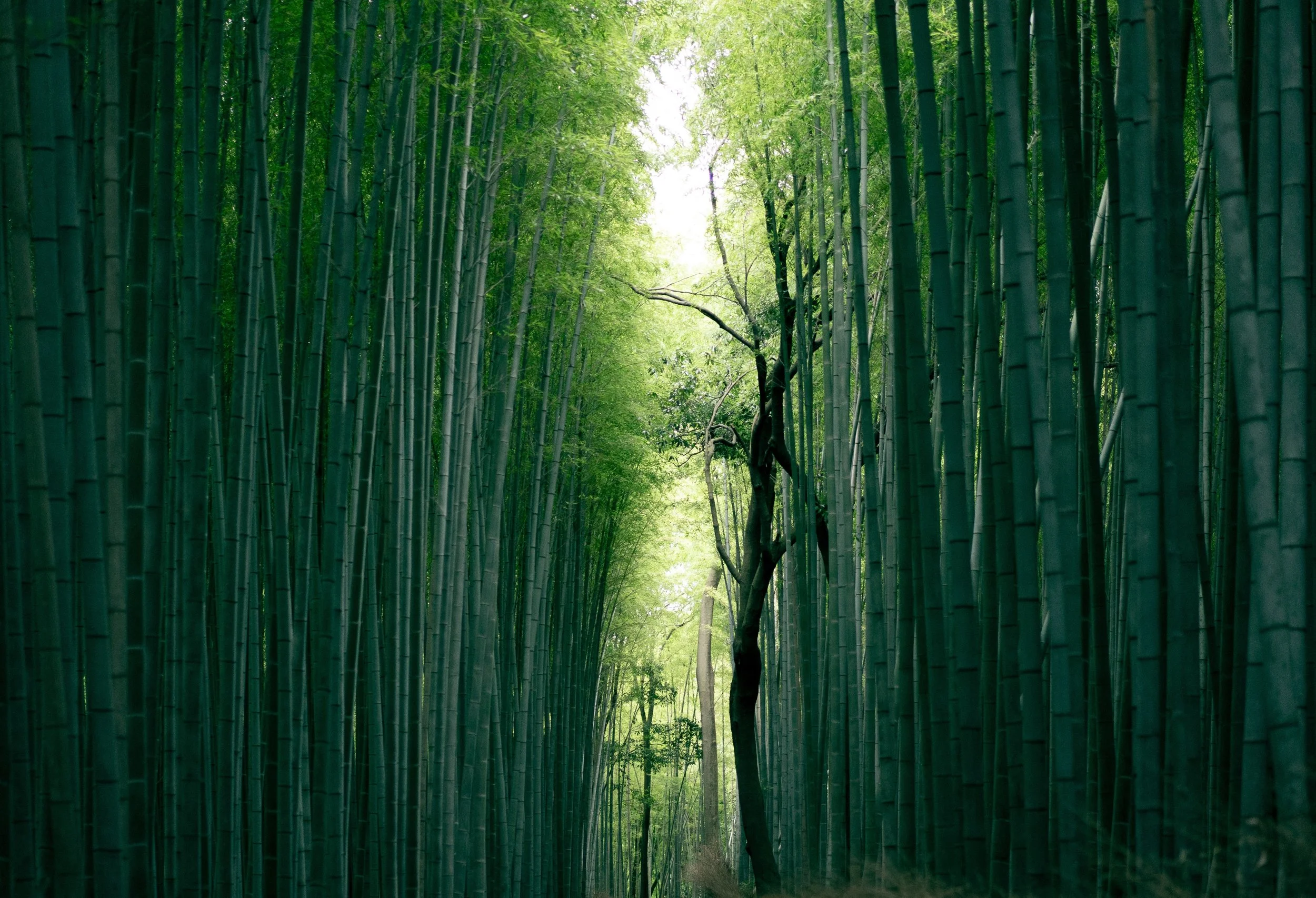 bamboo.jpg