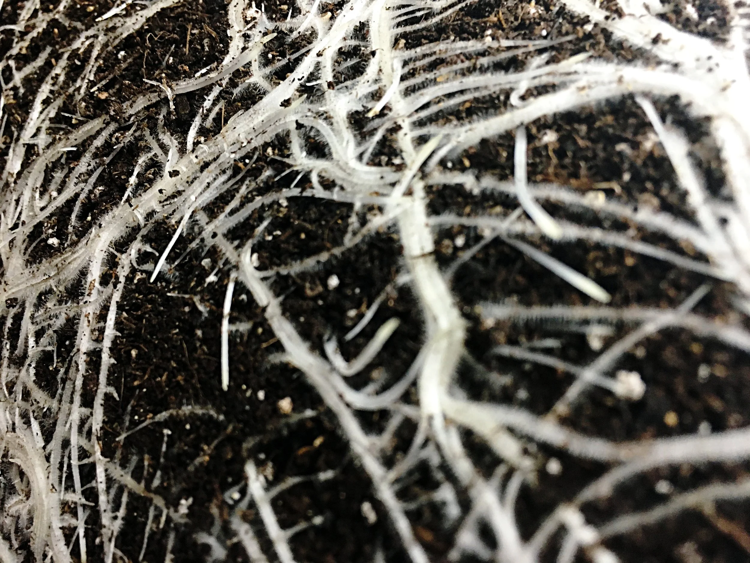 HighTidez Oregon 061.JPG