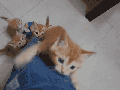 tumblr_inline_ovc0efeAsi1t9pq2c_400.gif