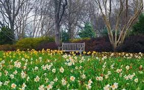 Daffodils and High Tea at the Dallas Arboretum!