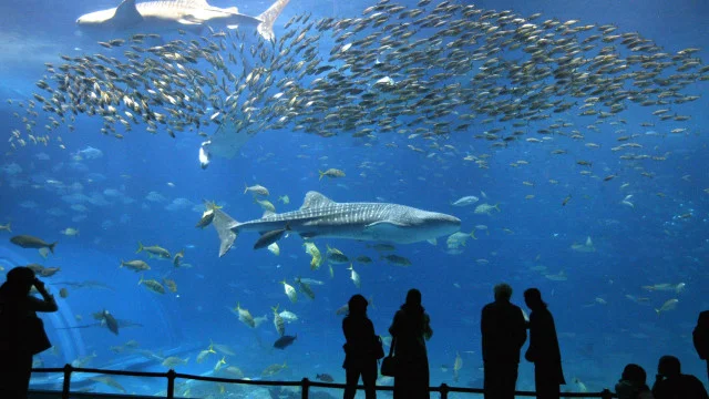 Something's Fishy!