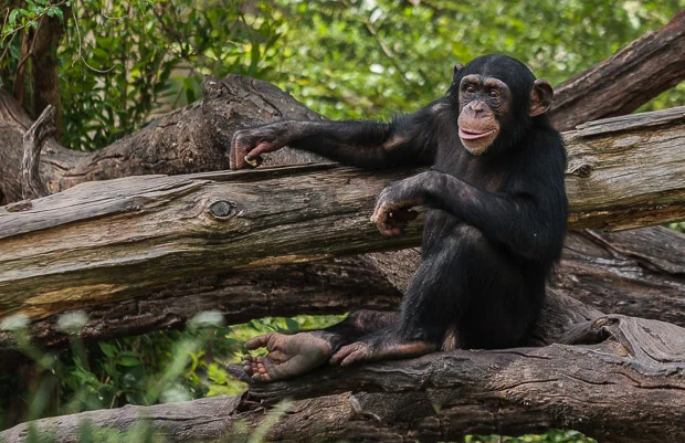Chimp Talk at the Dallas Zoo!