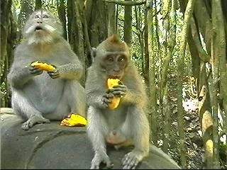Go Bananas! Cooking and Movie Day