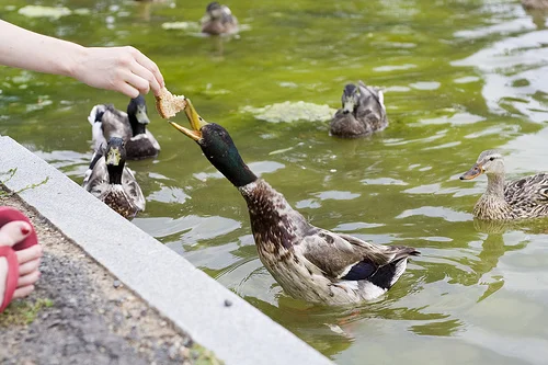 If It Quacks Like a Duck...