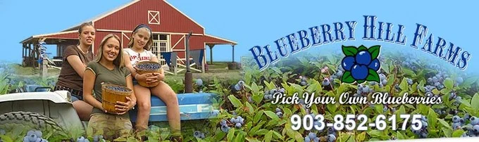 Blueberry Hill Farms: Pick Your Own