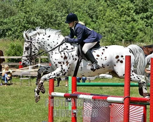 Appaloosa Show
