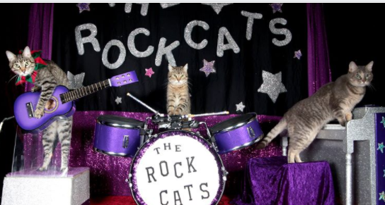 The Amazing Acro-cats