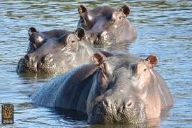 Dallas Zoo