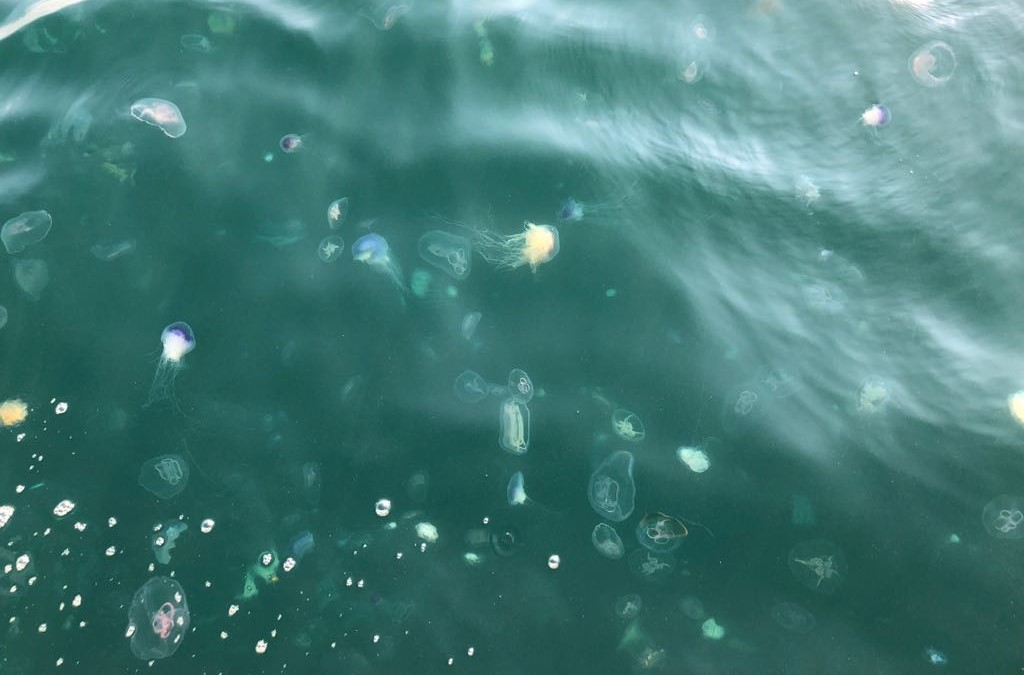 Jelly 2.jpg