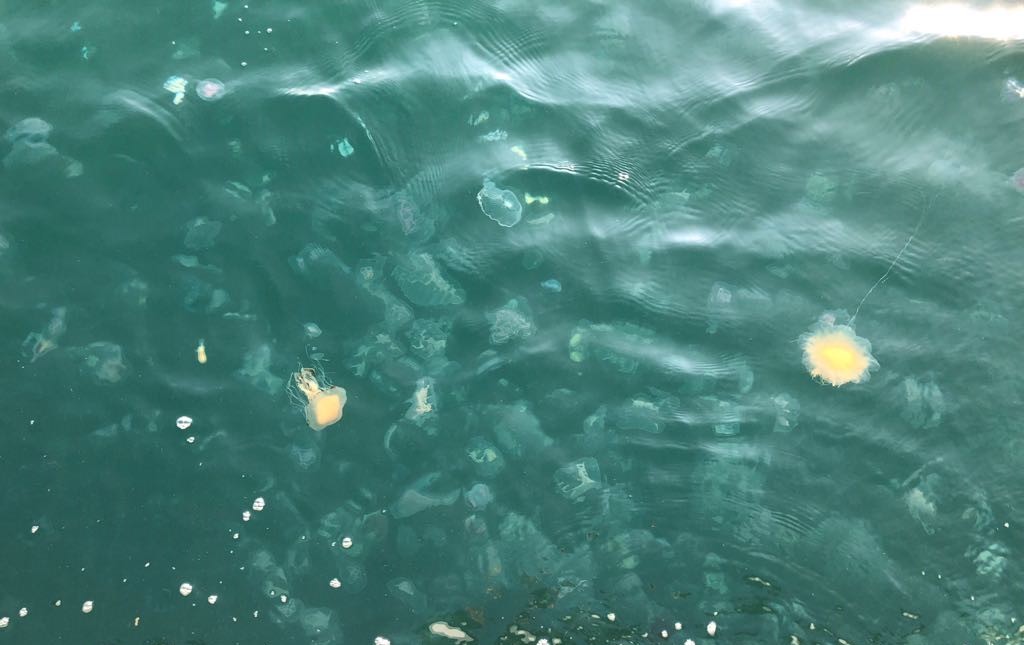 Jelly 3.jpg