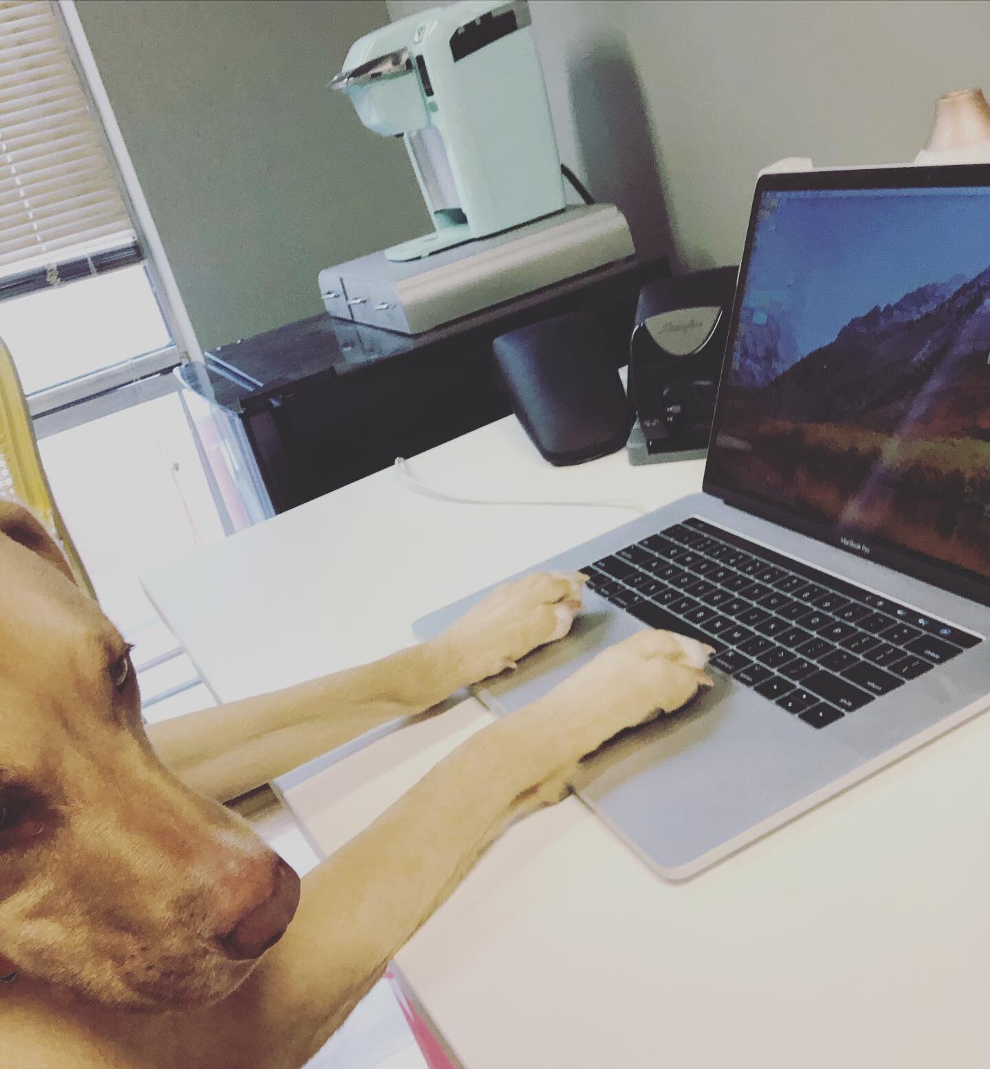 &ldquo;Seriously...get back to work&rdquo; - Luna the Laptop Labmix ...but for reals we&rsquo;ve got a lot planned for the next few weeks! So I&rsquo;m on it 👩🏼&zwj;💻👍🏻
#telerehab #telehealth #telecommunications #virtualwellness #onlineeducation