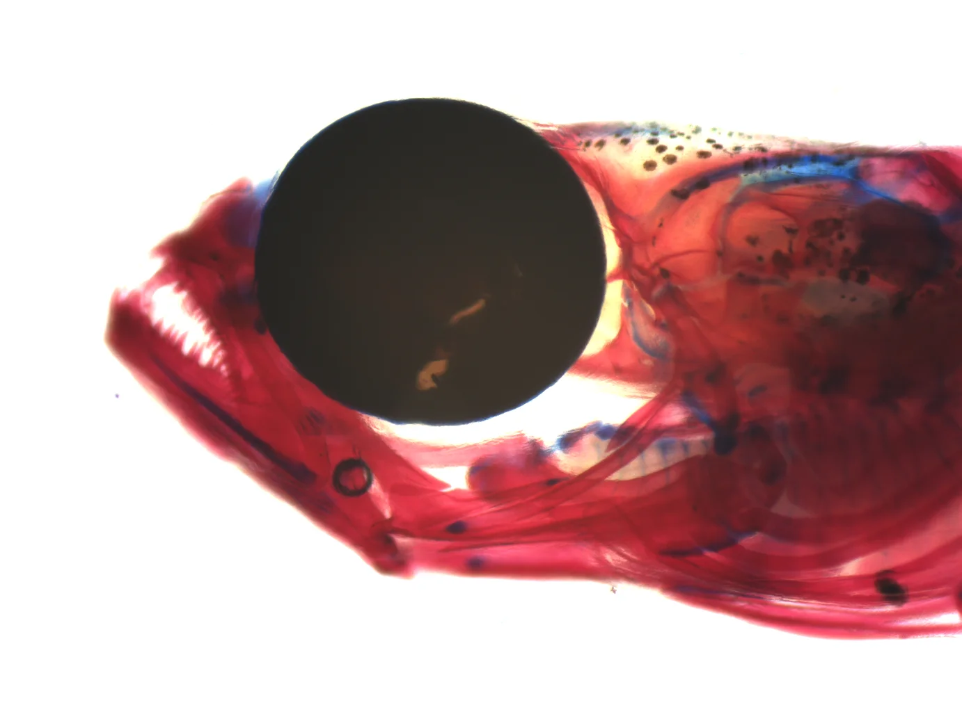 lateral heaed.jpg