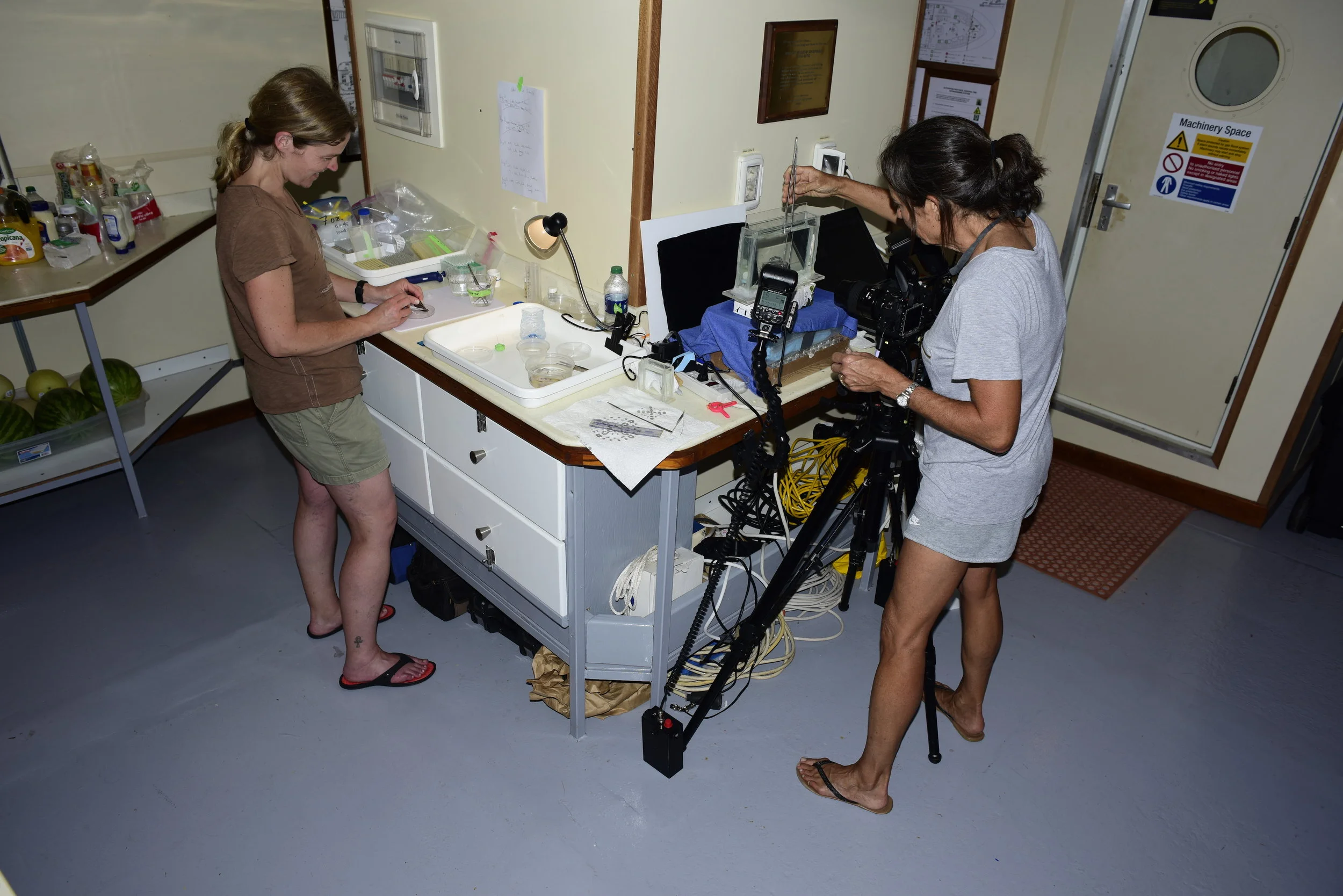 Carole Baldwin (Smithsonian) and Katherine Maslenikov (UW) photograph and tissue sample the catch. Photo by Barry B. Brown. 
