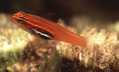Eviota atriventris , photo by Jack Randall. 