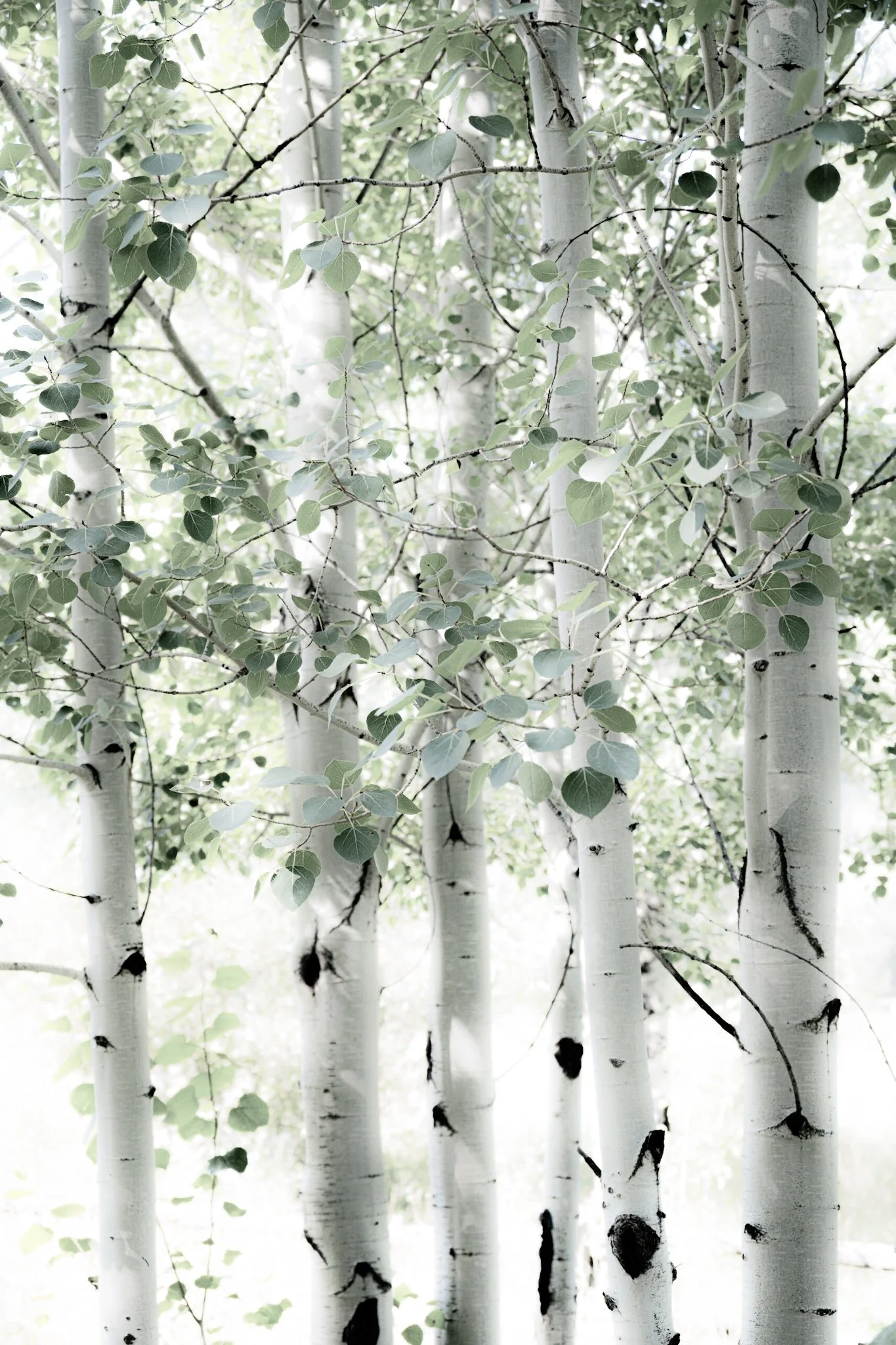 ASPEN CLONE I