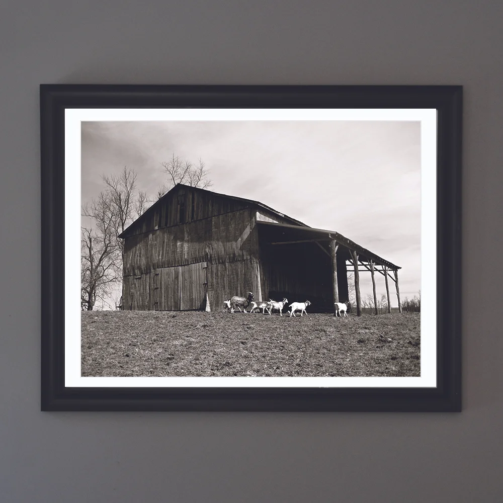 Goats by the Barn - bw.jpg