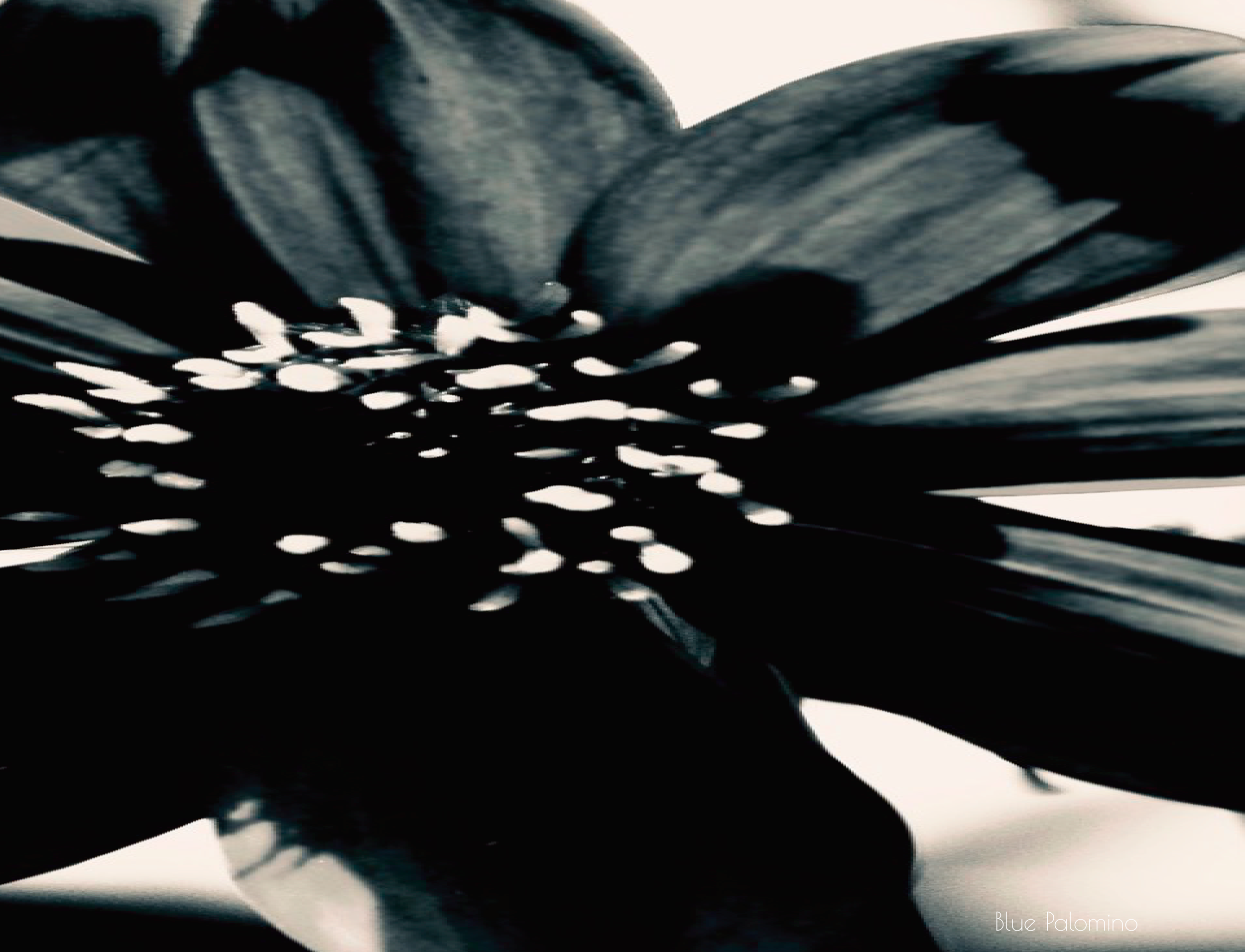 red-beauty-bw-2.png