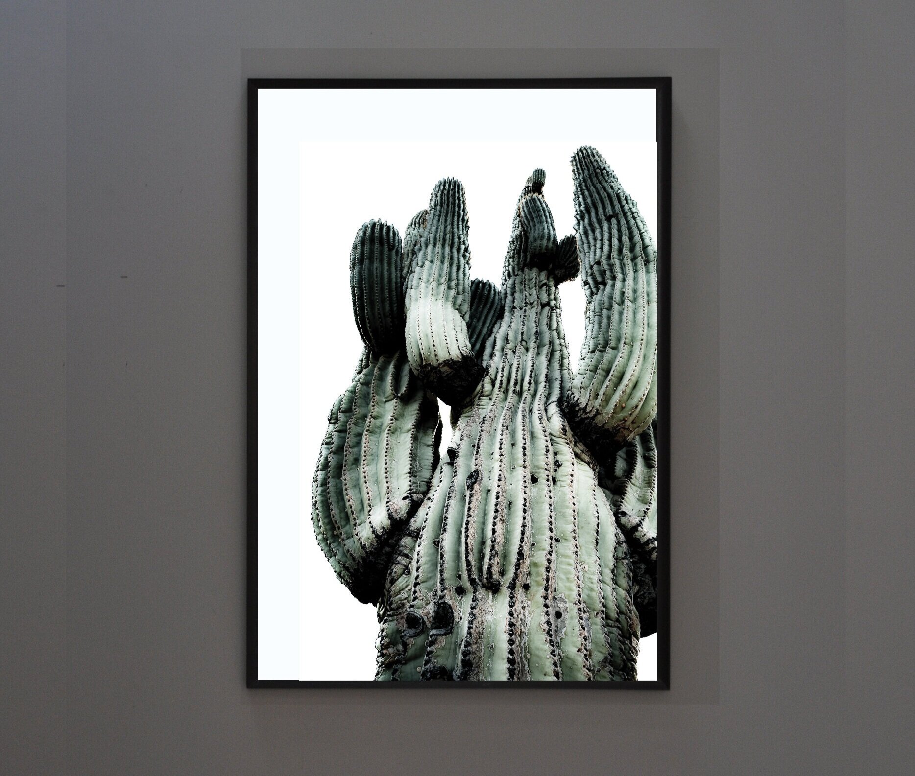 Giant+Cactus.jpg