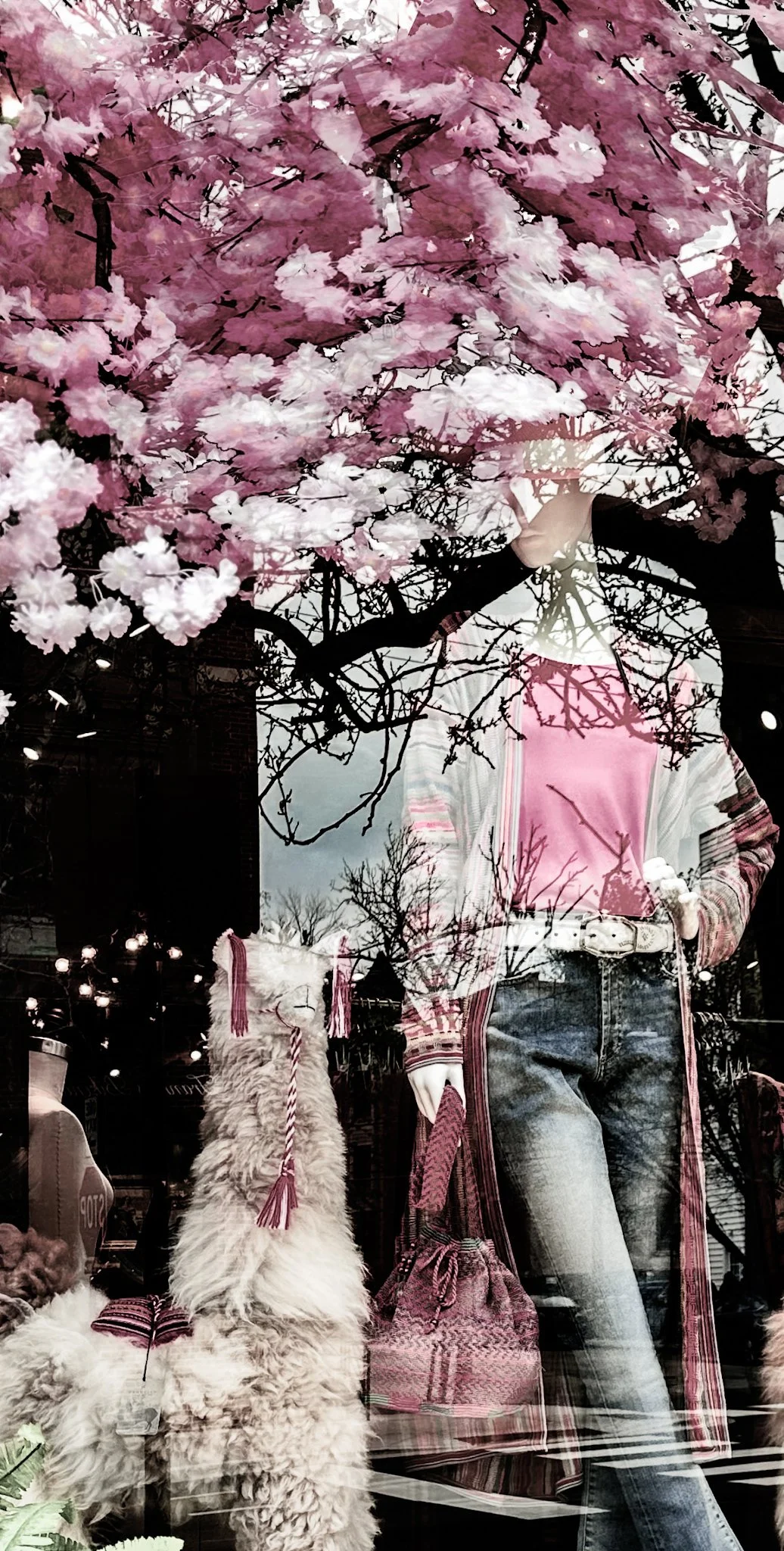 Cherry Blossom-1.jpg