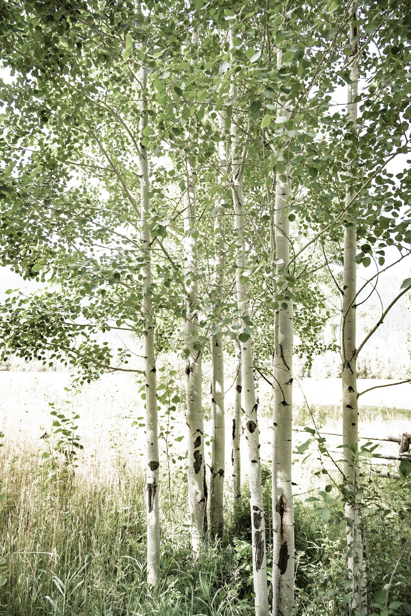 ASPEN CLONE II