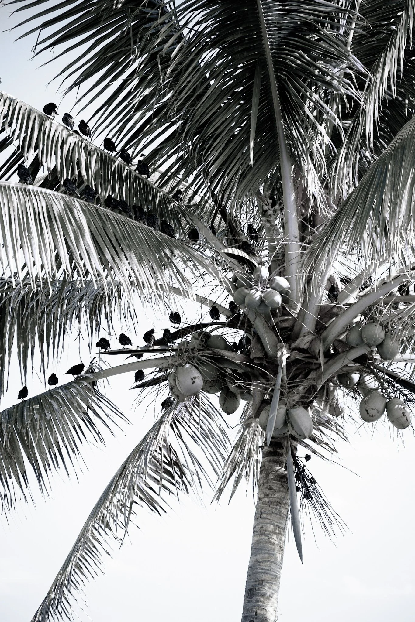 PIPER PERCH II - ALONG THE ATLANTIC SHORE