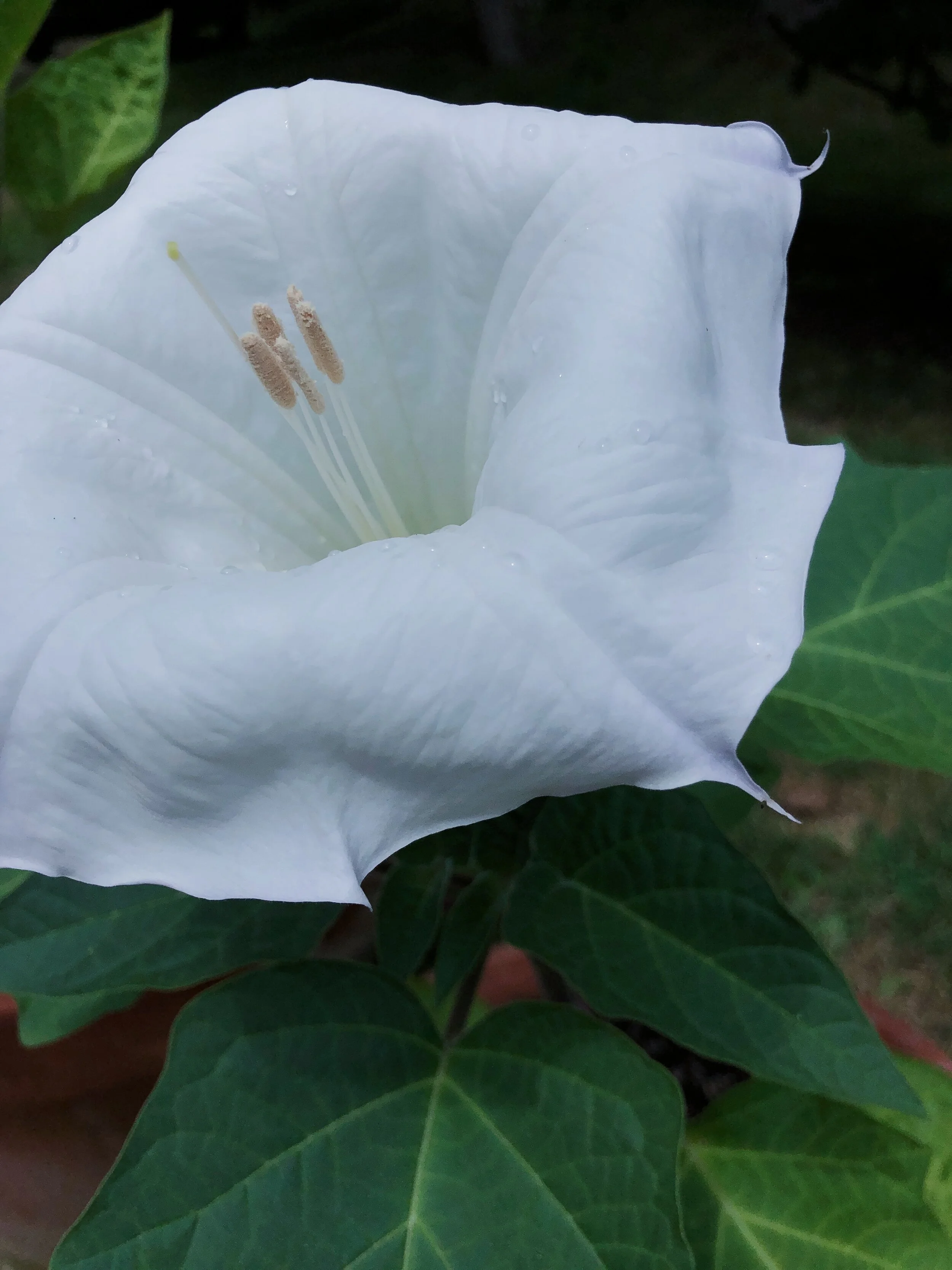 D450210D-D380-41F0-9BC0-71A102C24C3B.JPG