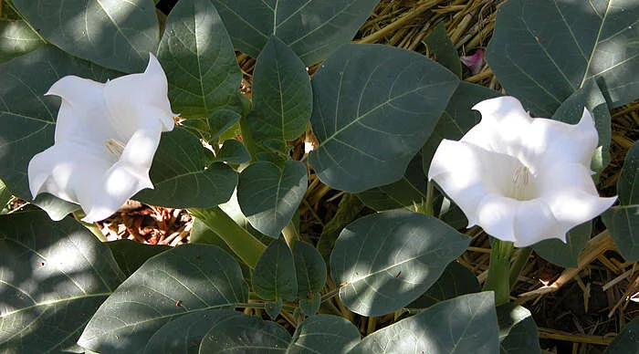 datura inoxia.jpg