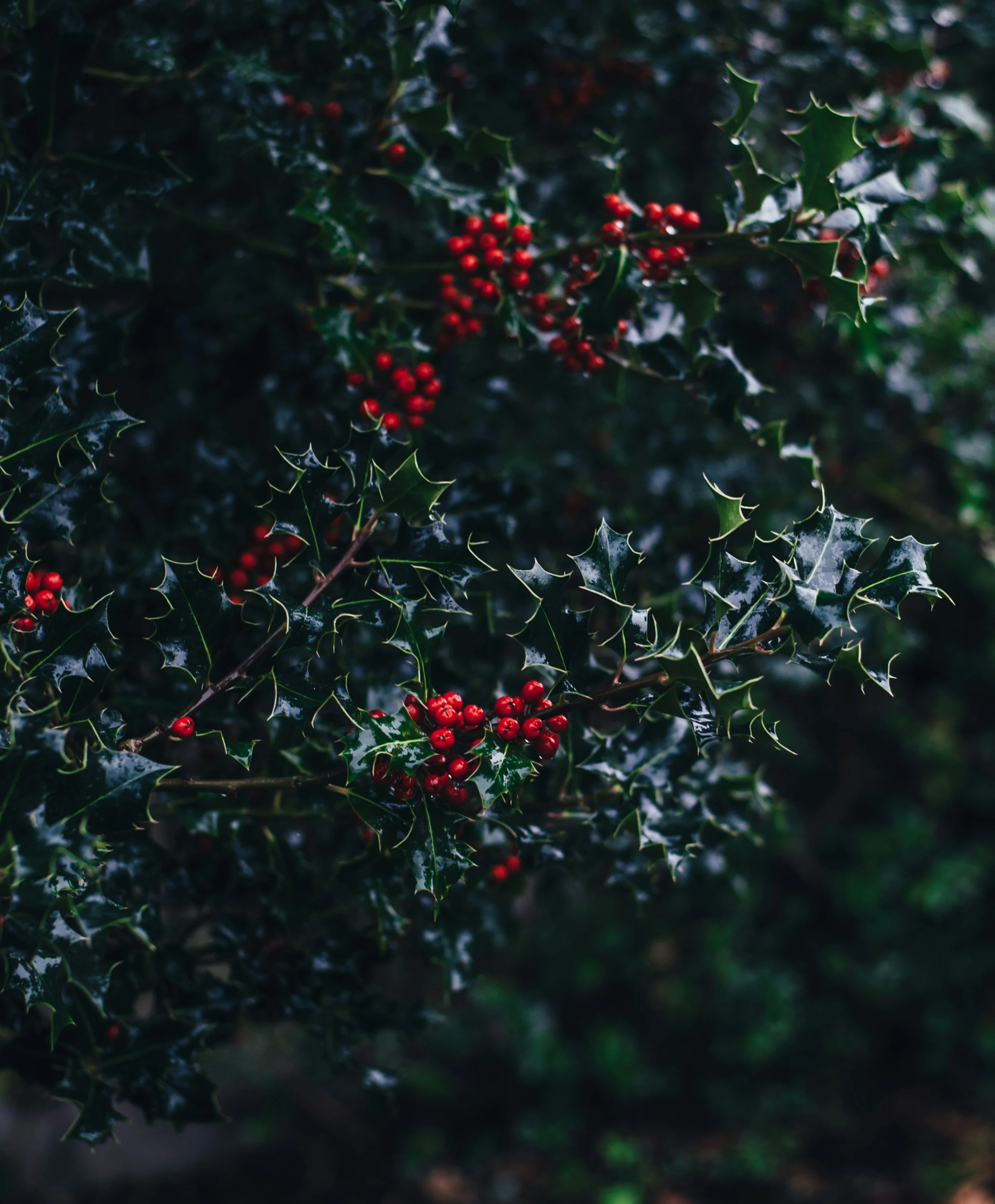 annie-spratt--tEHoH5kP7w-unsplash (1).jpg