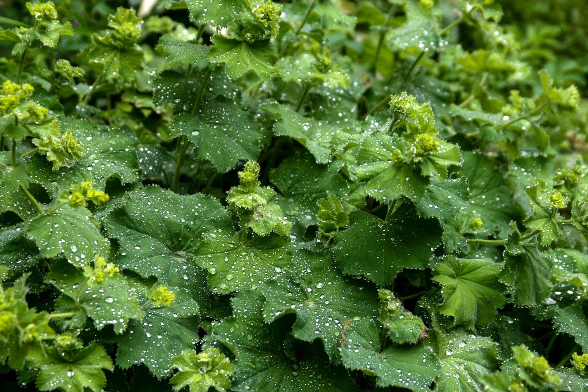 Alchemilla-mollis-ladys-mantle.jpg