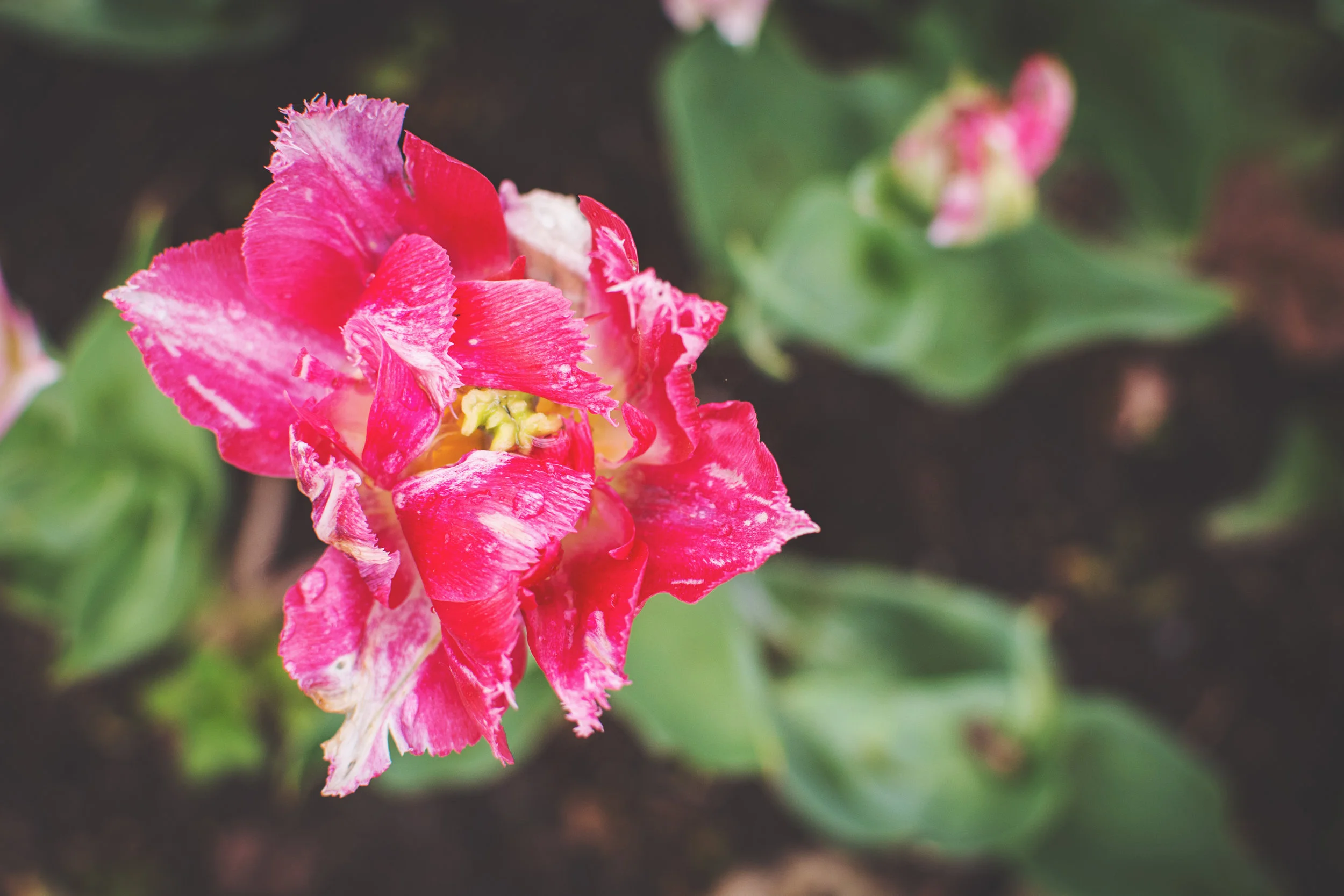 Bloombud.jpg