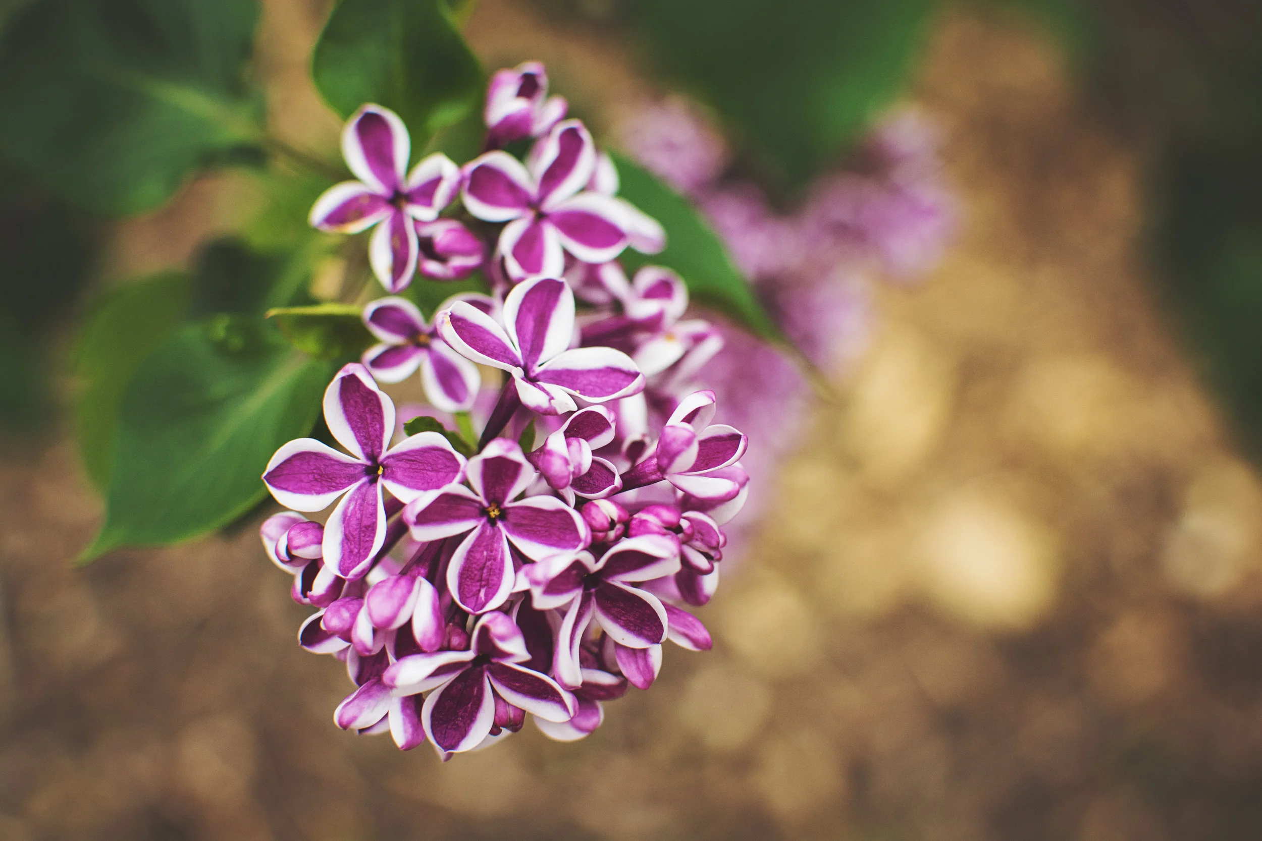 Lilac.jpg