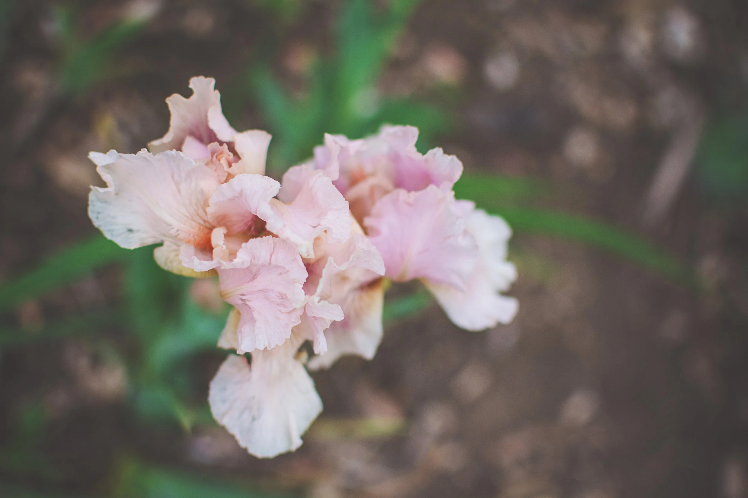 Pink Iris.jpg