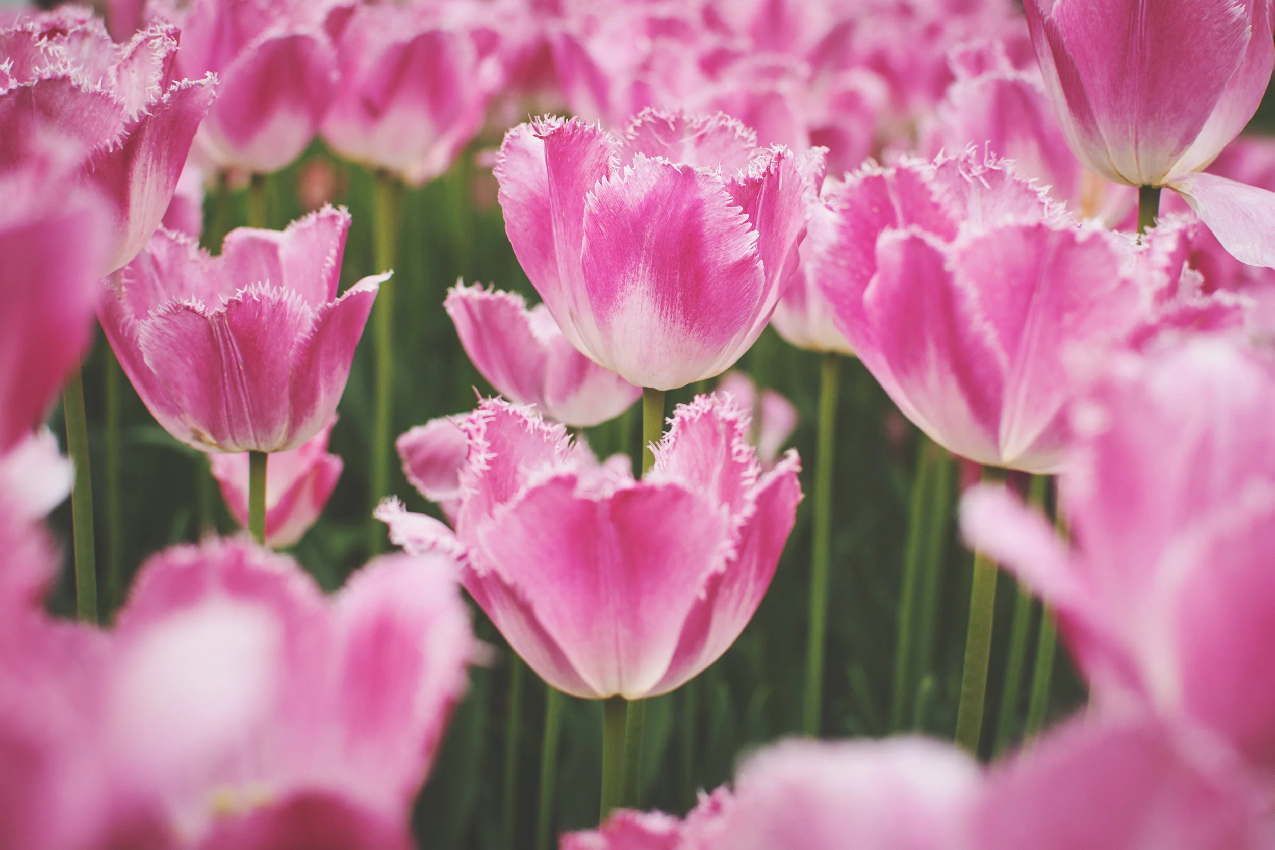 Tulip tops.jpg