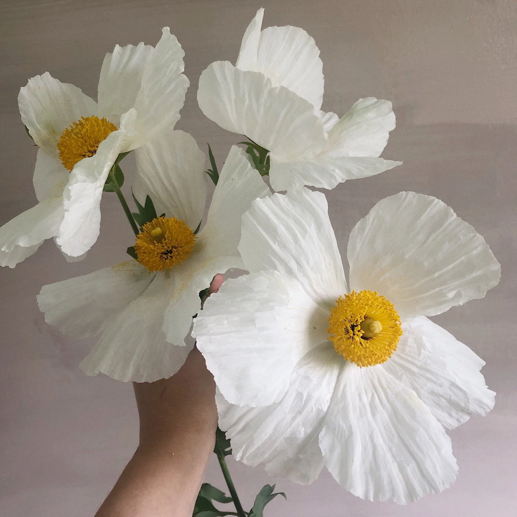 foraged matilija poppies