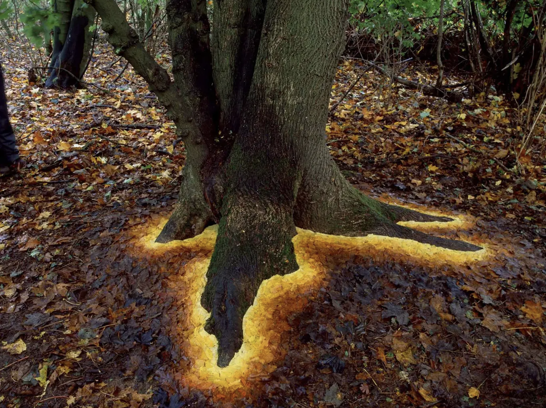 Sycamore leaves edging the roots of a sycamore, Andy Goldsworthy