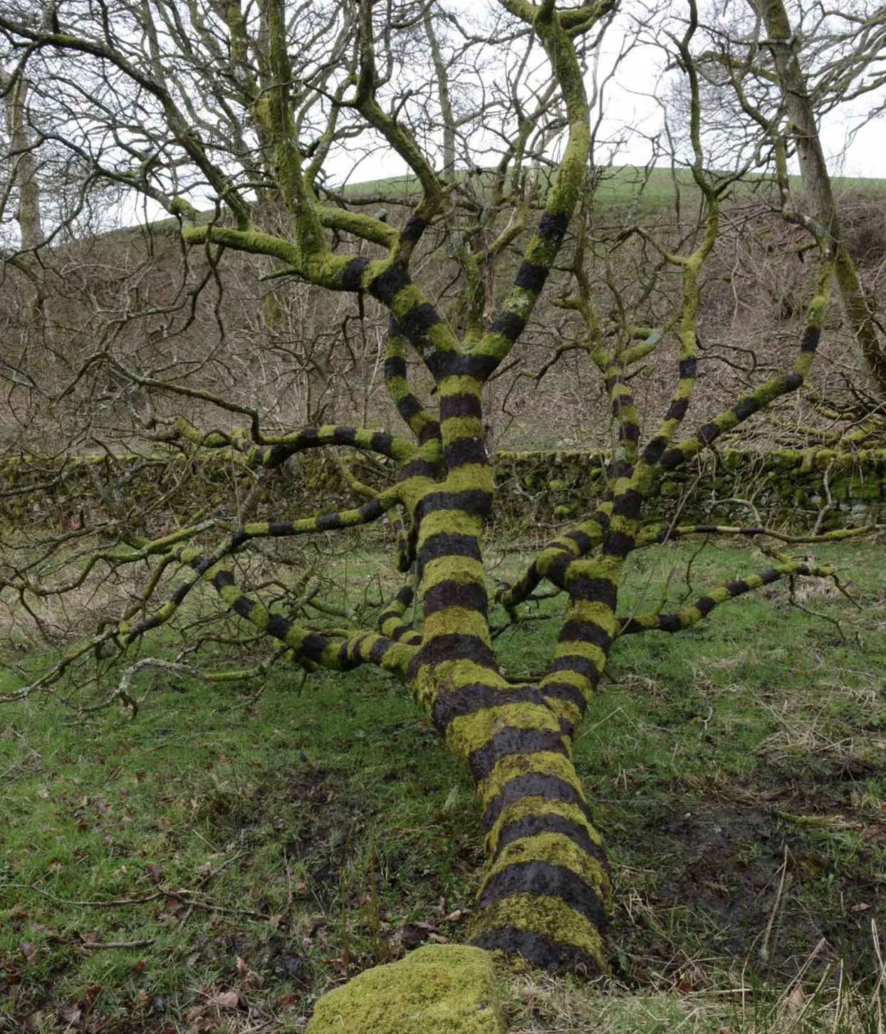 Tree painted with black mud, Andy Goldsworthy