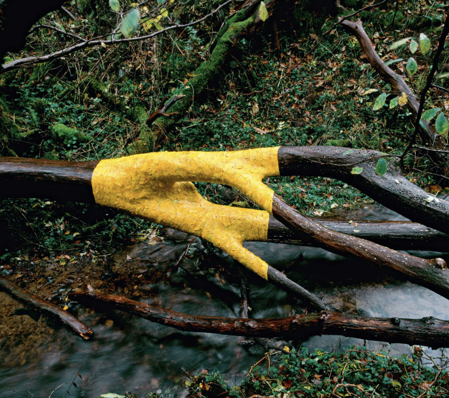 yellow elm leaves stick to fallen elm tree, Andy Goldsworthy