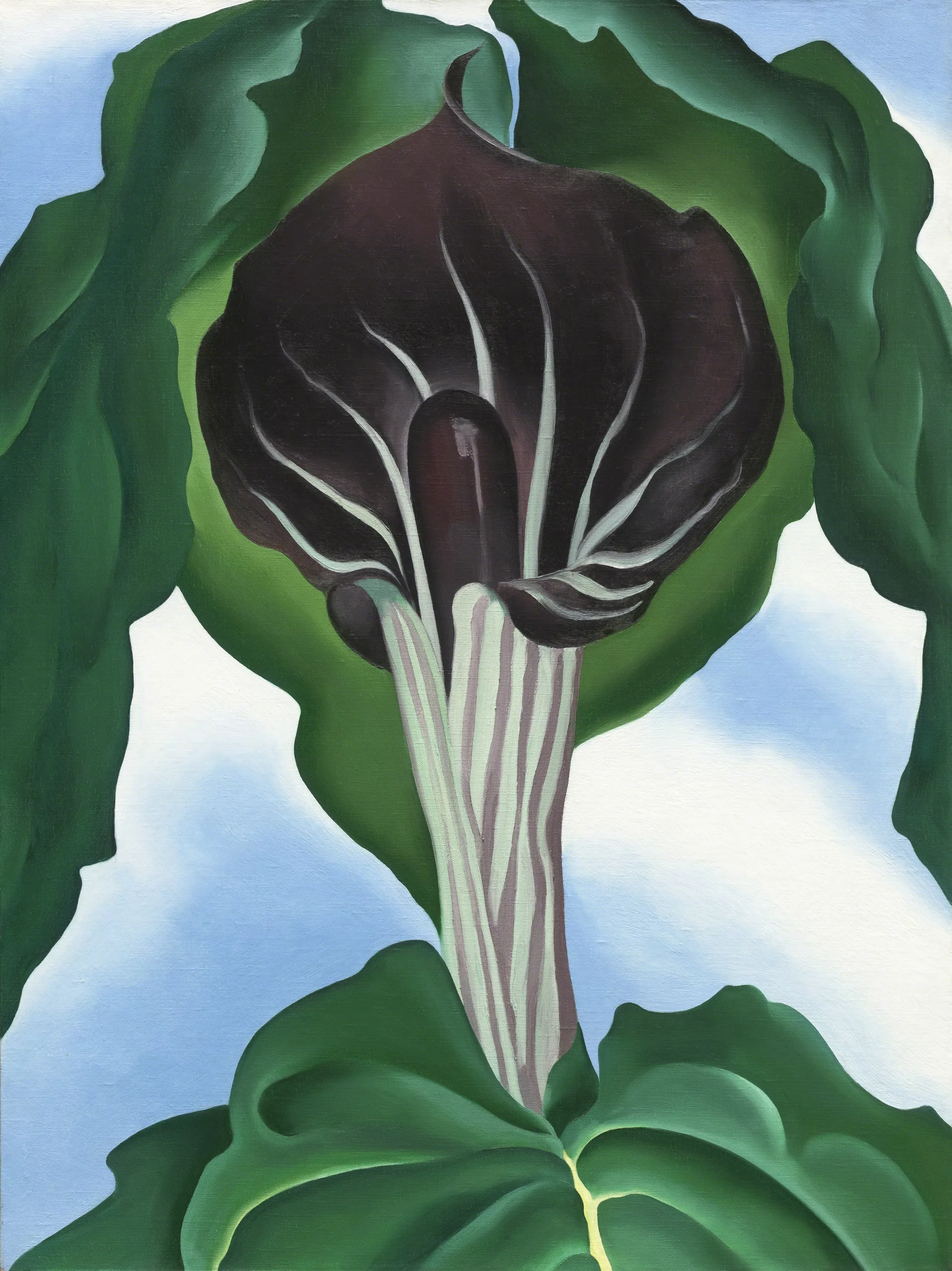 Jack-in-the-Pulpit No.3, Georgia O'Keeffe