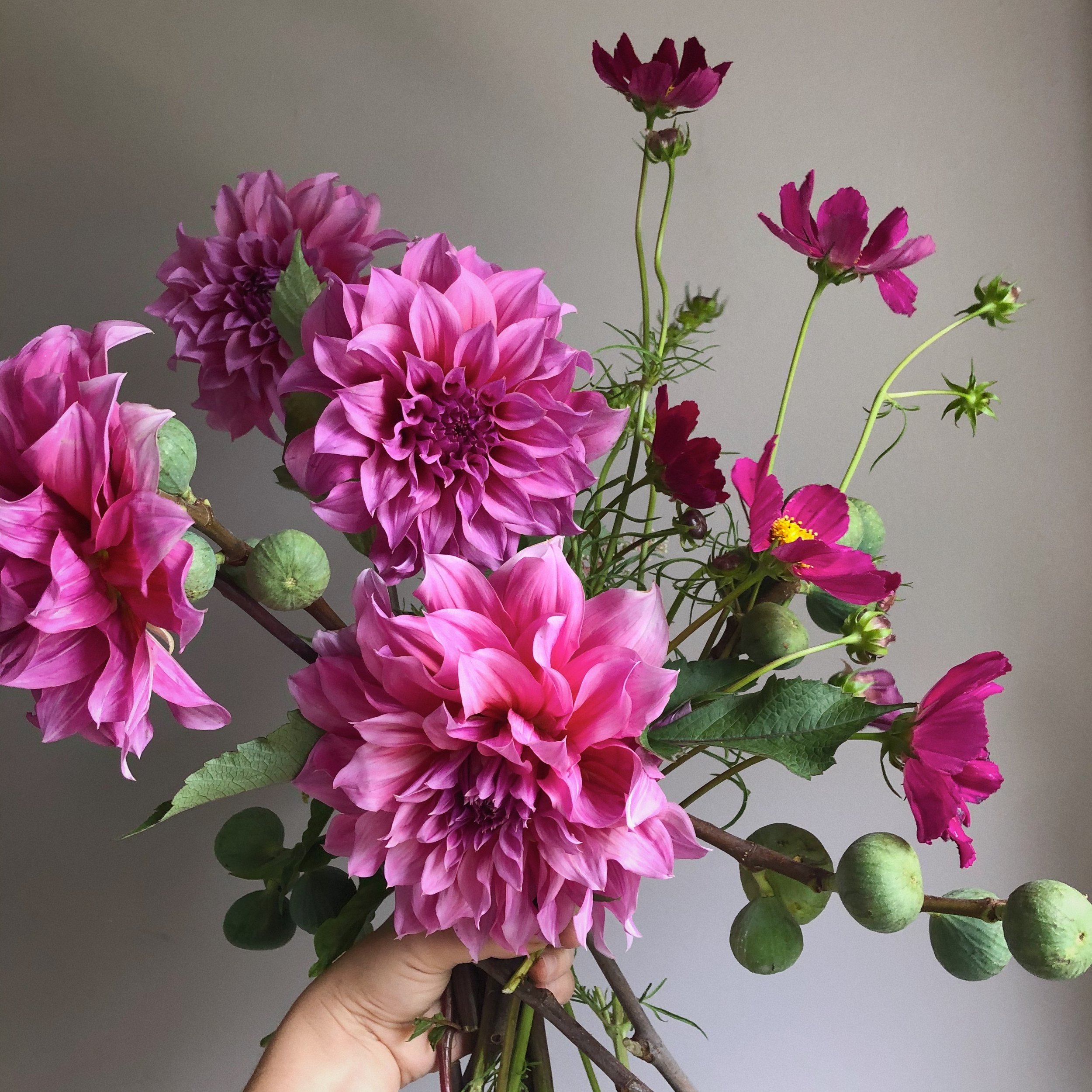 dahlia, cosmos, fig. Kilkea